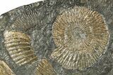 Fossil Ammonite Cluster - Posidonia Shale, Germany #343458-1